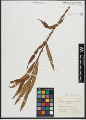 Foto von Salix purpurea L. x Salix viminalis L.